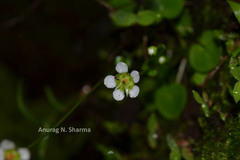 Parnassia mysorensis